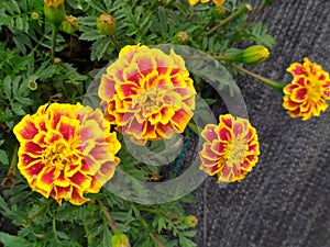 Alyssum flowers red and yellow in the garden freshly watered. Flores de tagete color amarillo y rojo, en el jardÃÂ­n. photo