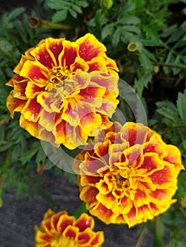 Alyssum flowers red and yellow in the garden freshly watered. Flores de tagete color amarillo y rojo, en el jardÃ­n.