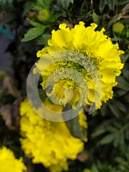 Alyssum flowers yellow in the garden. Flores de tagete color amarillo, en el jardÃÂ­n. photo