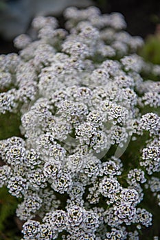 Alyssum flowers, with a shallow depth of field