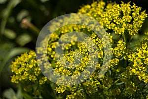 Alyssum Gold. Green and yellow flowers blooming in the garden, background