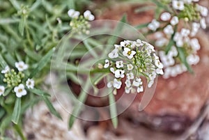 The Alyssum maritimum with her small flower