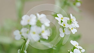 Alyssum maritimum or niwanazuna. Sweet alyssum or sweet alison in nature. Rack focus. photo