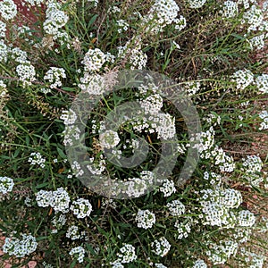 Alyssum maritimum, white flowers background.