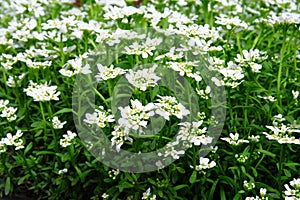 Alyssum. Medicinal plant used as a groundcover in landscape design. White flowers alyssum on flowerbed in summer garden