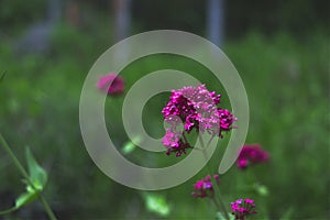 Alyssum plant flower blossom violet petals