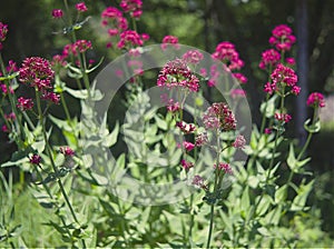 Alyssum plant violet petals color