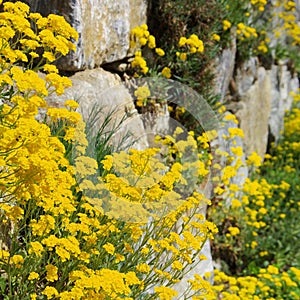 Alyssum saxatile