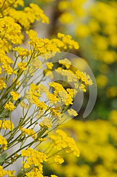 Alyssum saxatile plant