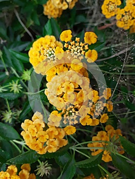 Alyssum yellow flower. Close of the yellow flowers of Aurinia saxatilis