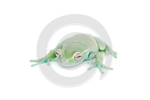 Alytolyla treefrog on white