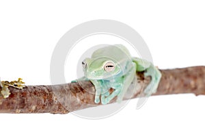 Alytolyla treefrog on white