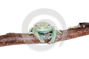 Alytolyla treefrog on white