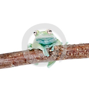 Alytolyla treefrog on white