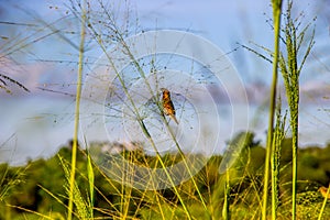 Amadina feed on wild grasses