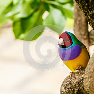 Amadina finch or gouldian finch or erythrura gouldiae bird