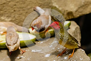 Amadina finch or gouldian finch or erythrura gouldiae bird