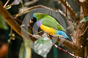 Amadina finch or gouldian finch or erythrura gouldiae bird