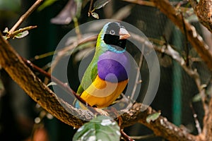 Amadina finch or gouldian finch or erythrura gouldiae bird