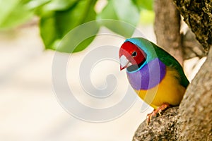 Amadina finch or gouldian finch or erythrura gouldiae bird