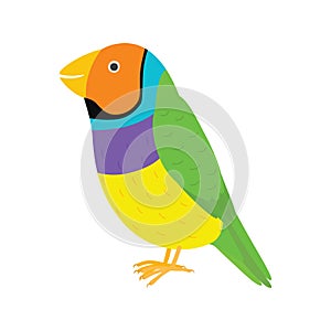 Amadina finch gouldian finch, erythrura gouldiae bird. Yellow beautiful exotic bird.