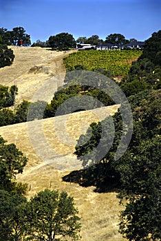 Amador County Vineyard photo