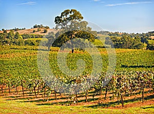 Amador County Vineyard, California