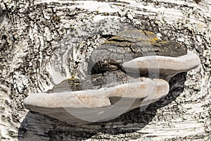 Amadou on Birch Tree