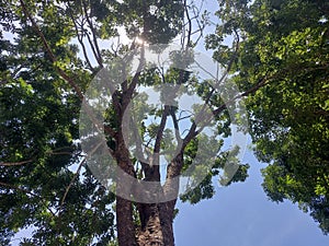 Amaizing view of beautiful big tree in Melaka