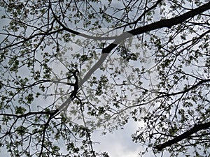 Amaizing view of leaves with some branches