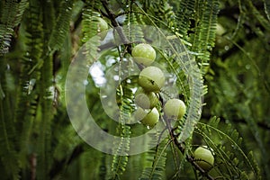 Amalaki Fruit - Powerful Health Benefits Of The Indian Fruit