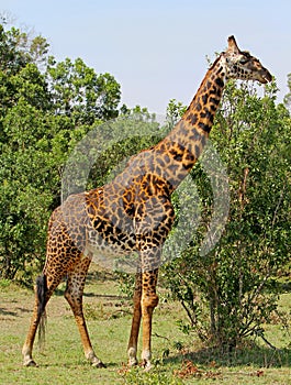 Amale Giraffe standing in the lush green vegetation in South Luangwa National Park in the green season