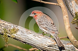 Amale house finch ` Haemorhous mexicanus `