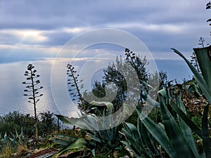 Amalfi - Agave flower with sea view of the Amalfi coast in Campania, Italy