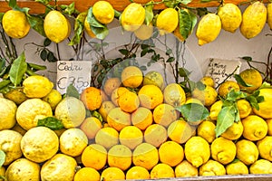 Amalfi cedars and lemons