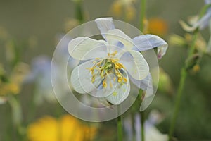 `Amalie`s Columbine` flower - Aquilegia Amaliae