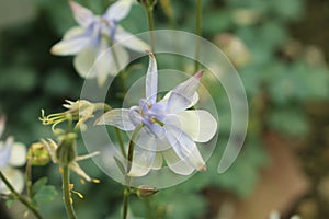 `Amalie`s Columbine` flower - Aquilegia Amaliae