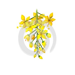 Amaltas - Cassia fistula ayurvedic herb, flower. digital art illustration with text isolated on white. Healthy organic spa plant
