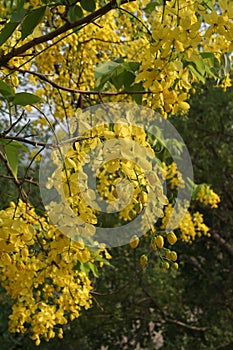 amaltas summer yellow flowers India