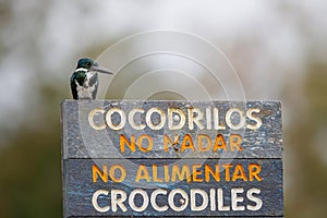 AmAmazon kingfisher on a warning sign  in Cano Negro Wildlife Refuse photo