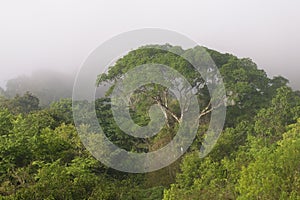 Amana River, an Amazon tributary, Amazonas state, Brazil