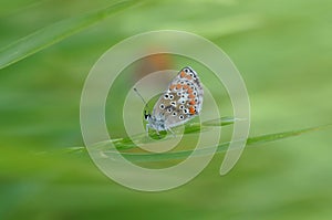 Amanda`s blue - Polyommatus amandus female