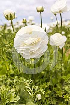 Amandine Snowflake Ranunculus. Blooming Aviv White Plant with Green Leaves, Blue Sky on