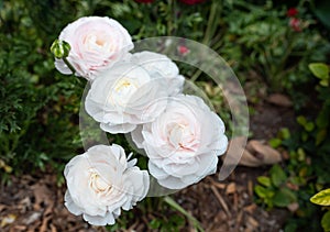 Amandine Snowflake Ranunculus. Blooming Aviv White Plant with Green Leaves, Blue Sky on