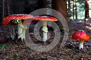 Amanita
