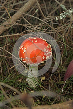 Amanita