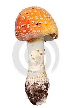 Amanita