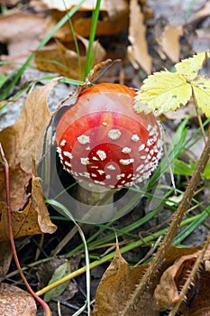 Amanita