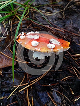 Amanita