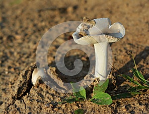 Amanita argentea mushroom